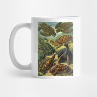 Sea Turtles and Tortoises, Chelonia by Ernst Haeckel Mug